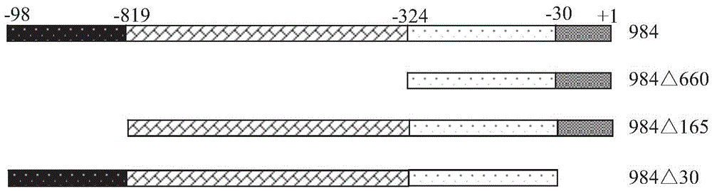 Constitutive expression promoter of strawberry vein banding virus