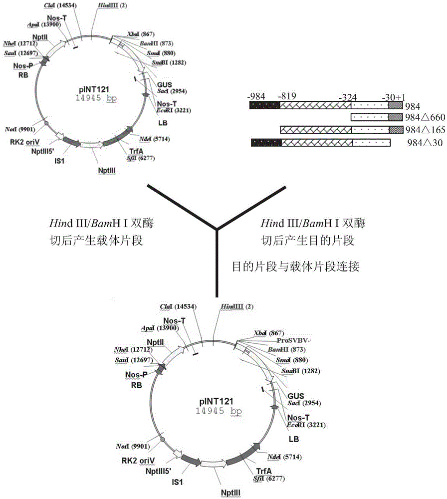 Constitutive expression promoter of strawberry vein banding virus