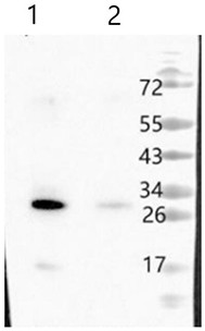 Plant photosystem II polyclonal antibody and preparation method thereof