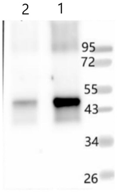 Plant photosystem II polyclonal antibody and preparation method thereof