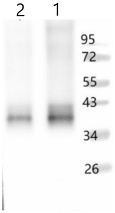 Plant photosystem II polyclonal antibody and preparation method thereof