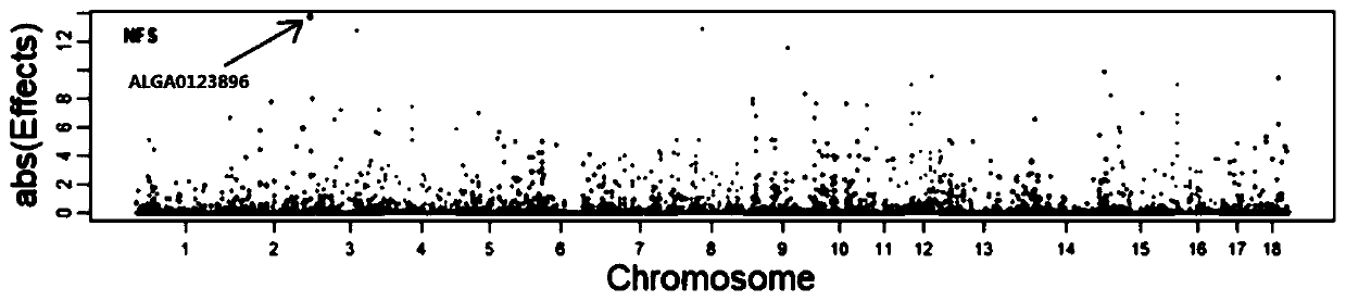 Molecular genetic marker related to effective boar sperm count