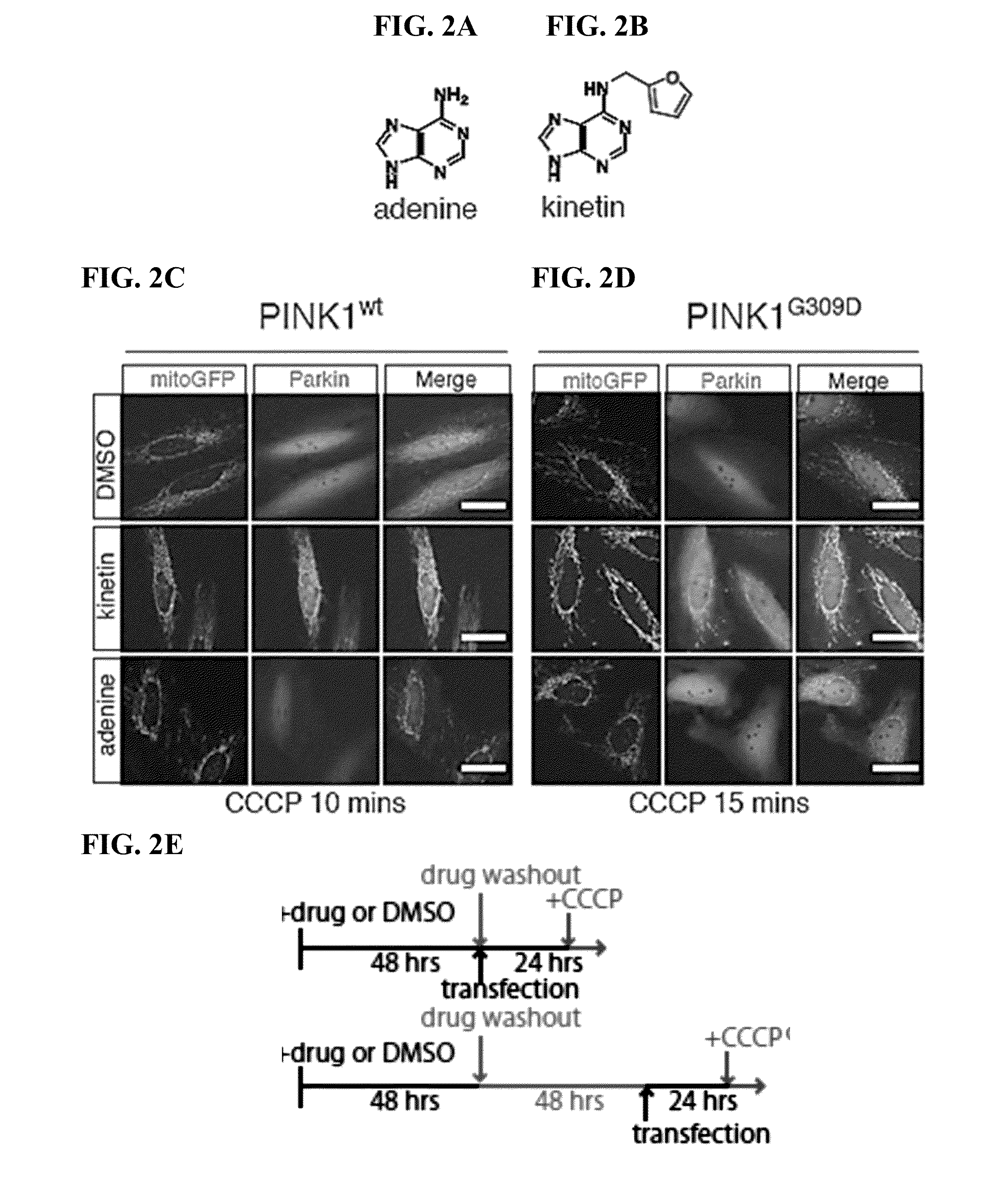 Compositions and methods for treating neurodegenerative diseases and cardiomyopathy