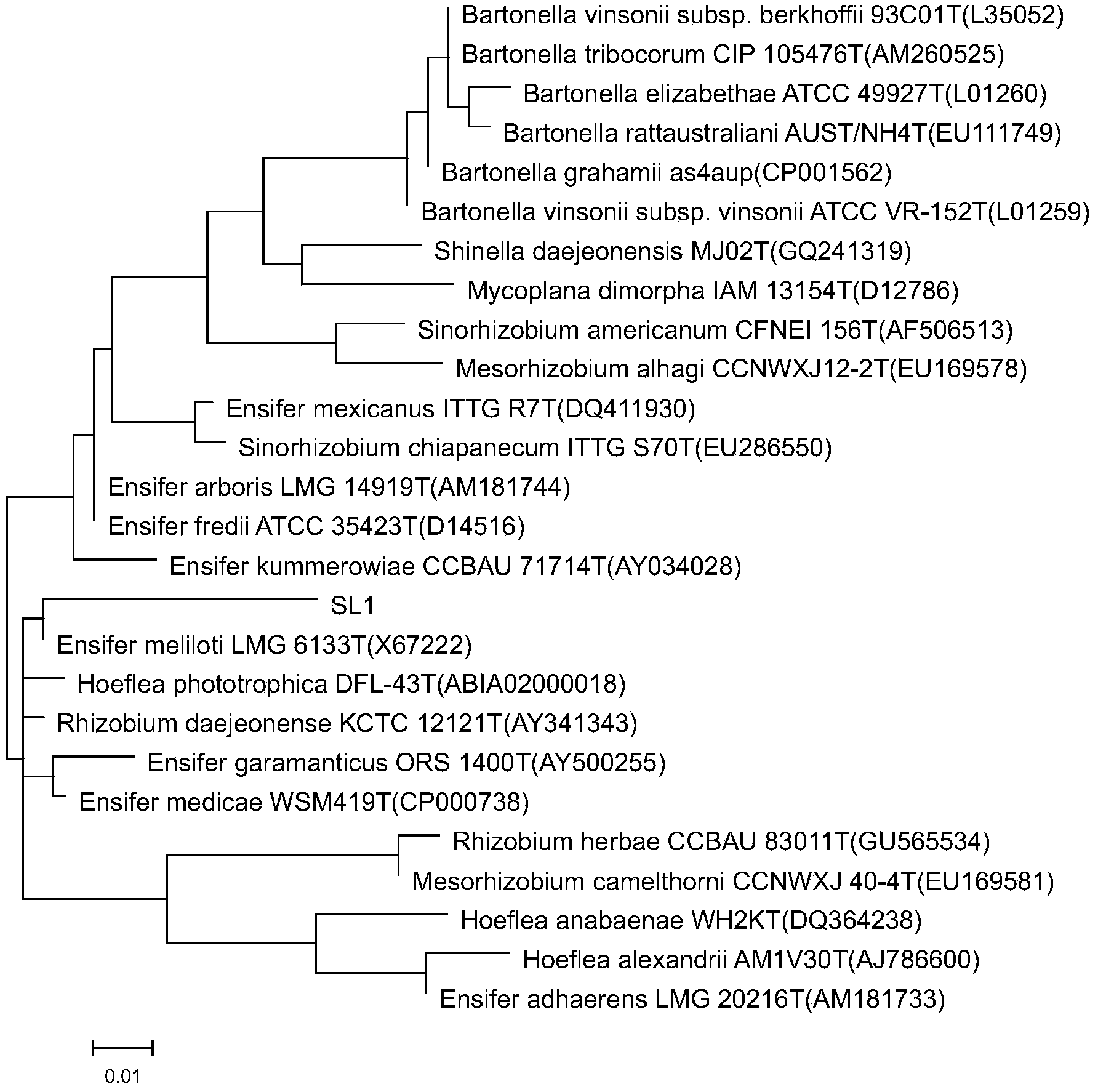 Rhizobium capable of degrading polychlorinated biphenyl and application thereof