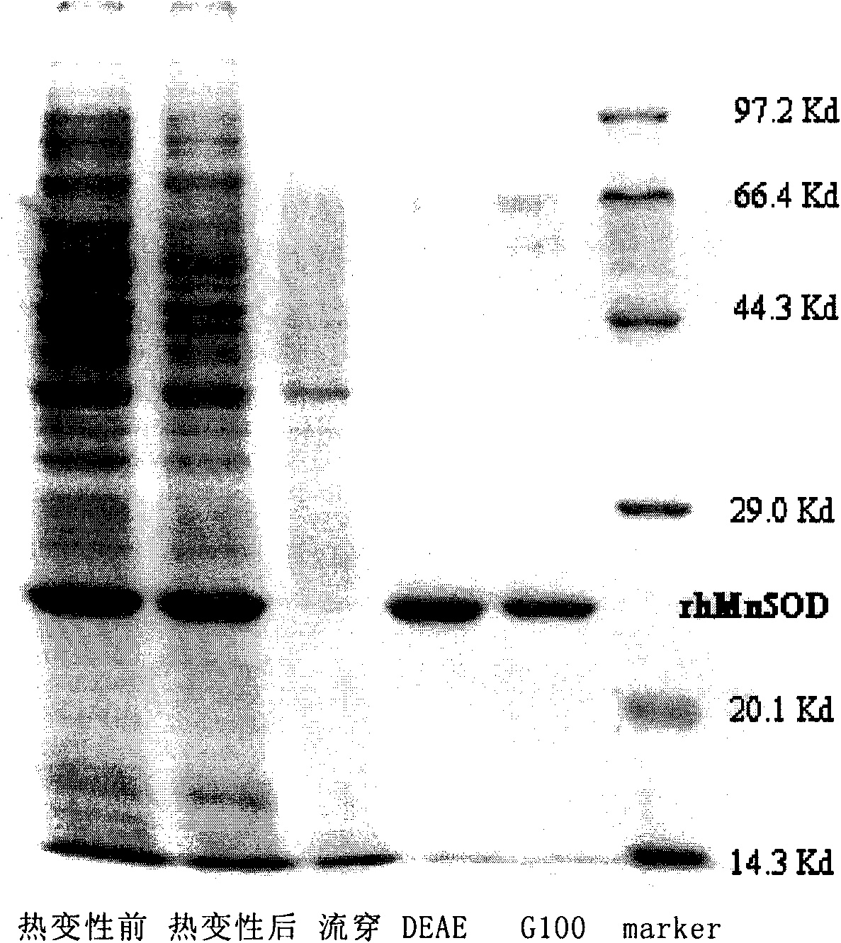 Method for producing recombinant high-activity manganese superoxide mutase