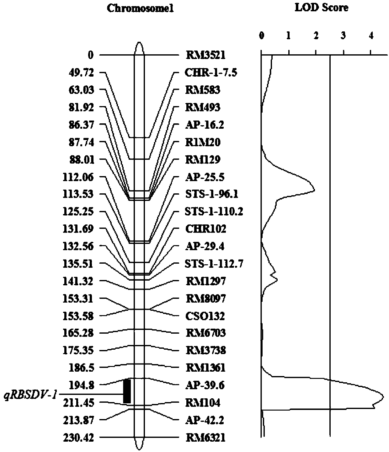 Rice variety IR36 black-streaked dwarf virus resistance site qRBSDV-1 and molecular marking method and application thereof