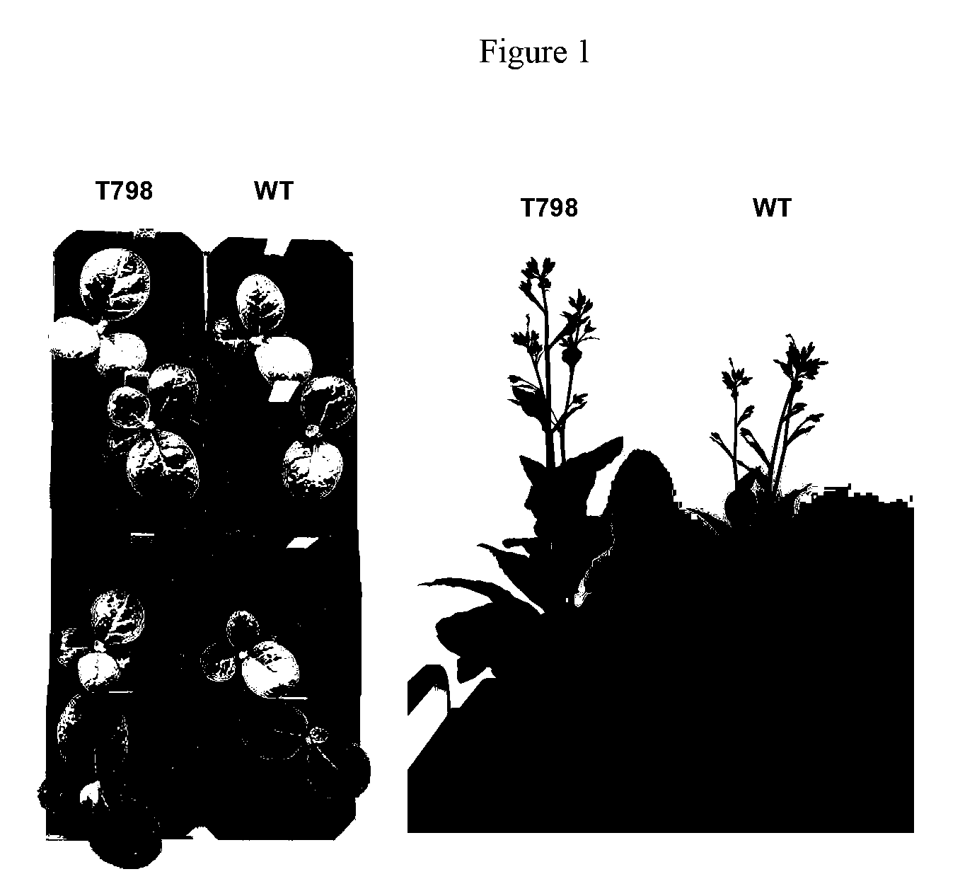 Methods of identifying and creating rubisco large subunit variants with improved rubisco activity,  compositions and methods of use thereof