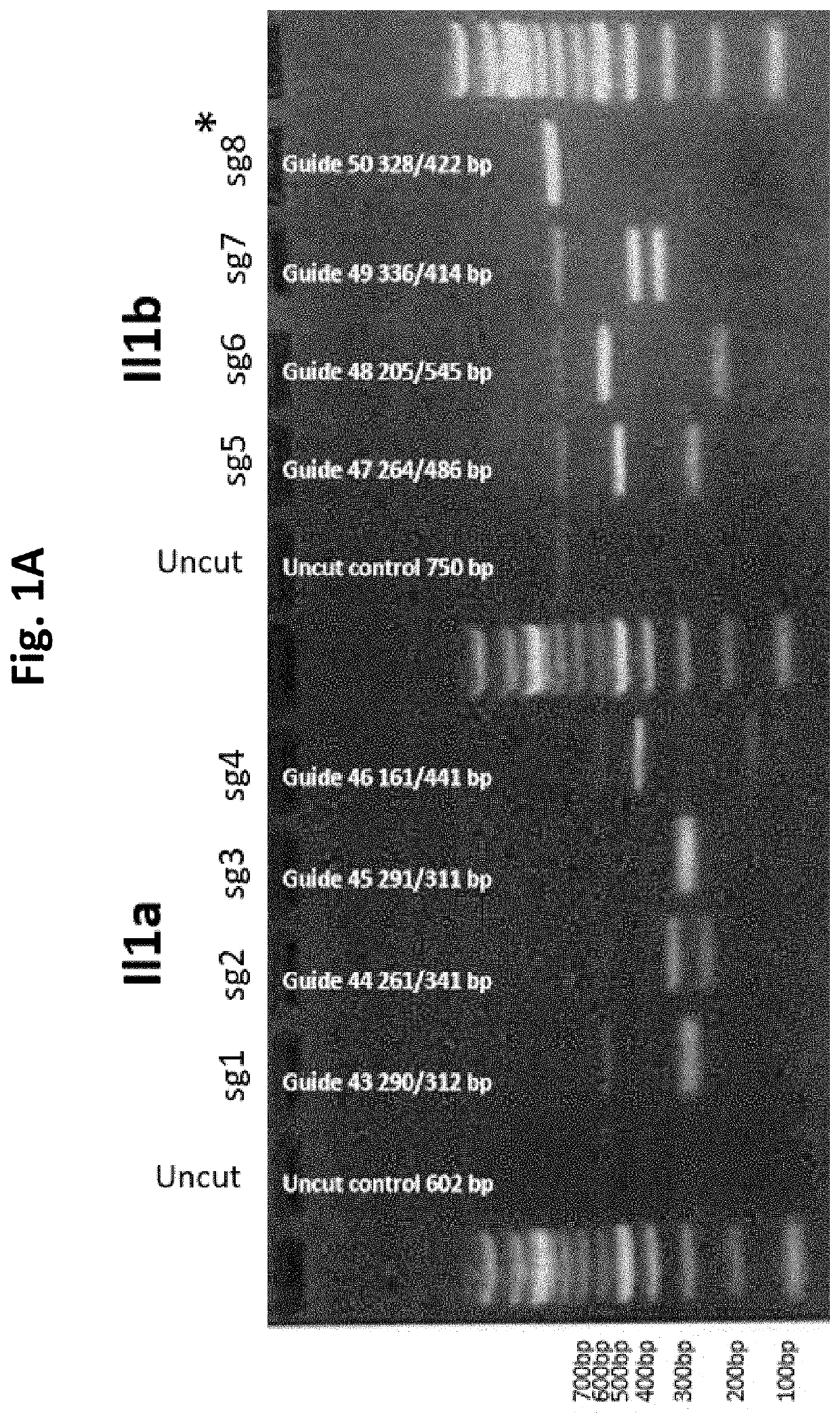 Gene editing to improve joint function