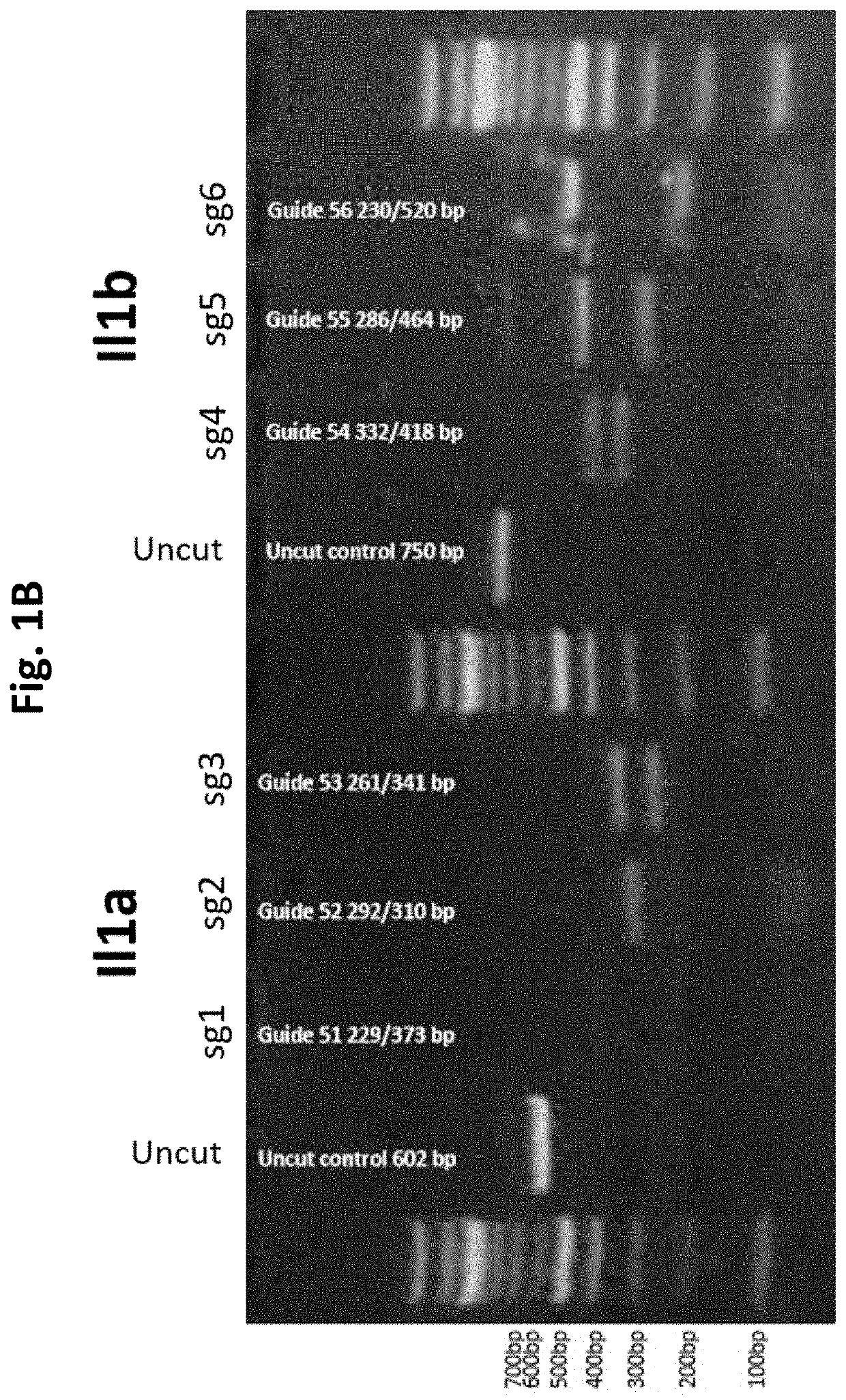 Gene editing to improve joint function