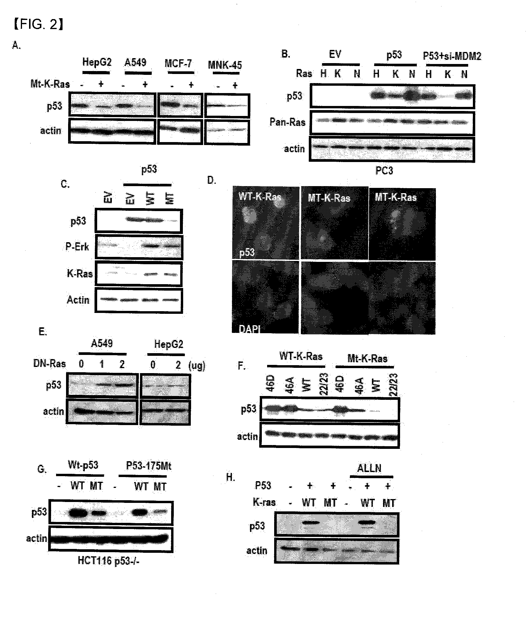 Chemical inhibitor of p53-snail binding and pharmaceutical composition for treating cancer disease containing same as its active ingredient