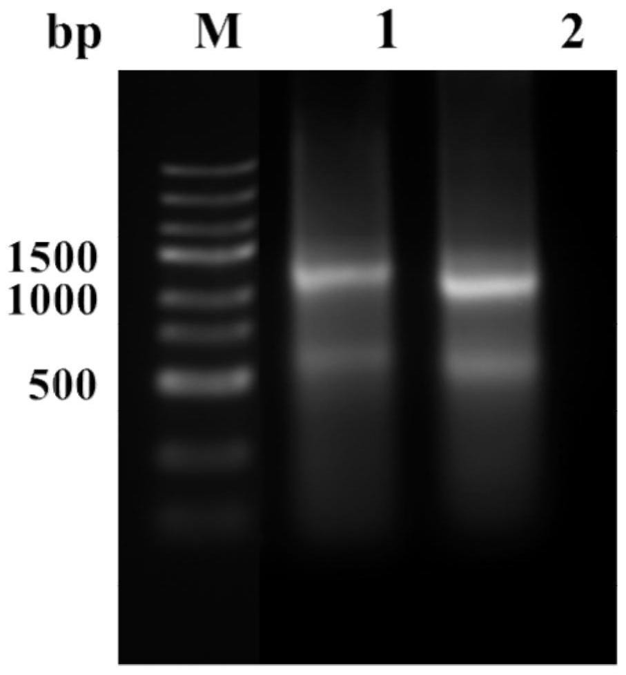 Fully humanized single-chain antibody of targeted BCMA as well as preparation method and application thereof