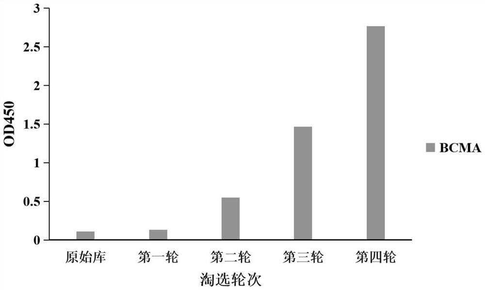 Fully humanized single-chain antibody of targeted BCMA as well as preparation method and application thereof