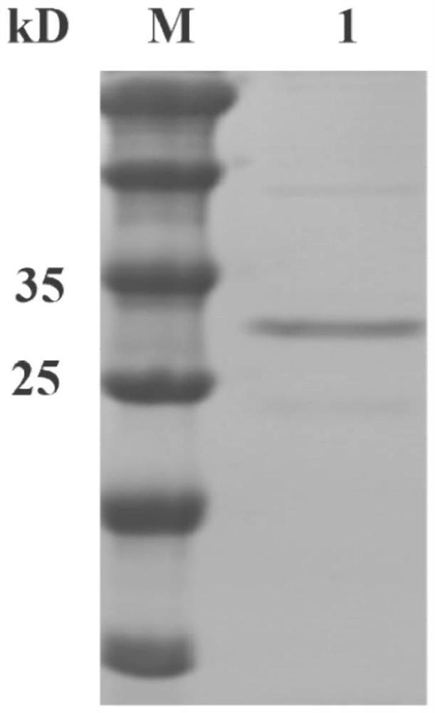 Fully humanized single-chain antibody of targeted BCMA as well as preparation method and application thereof