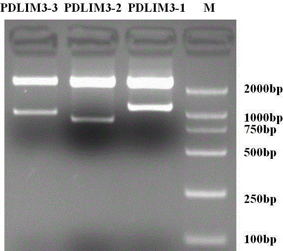 Construction and application of over-expression vectors of three subtypes of porcine PDLIM3 protein