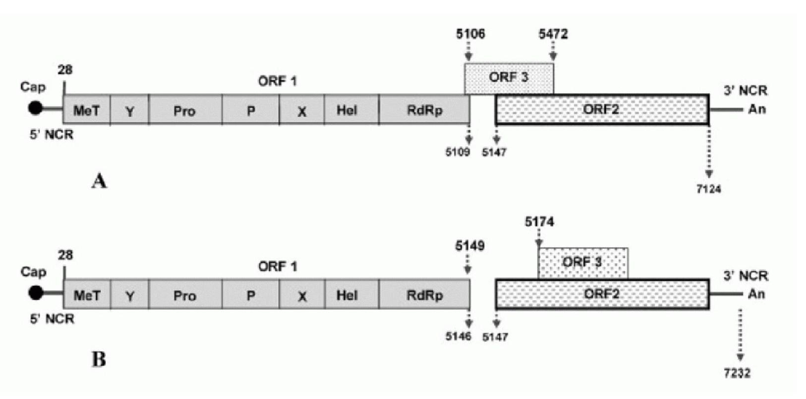 Virus protein granules of hepatitis E virus-4 ORF2 fragment and prepration method and application thereof