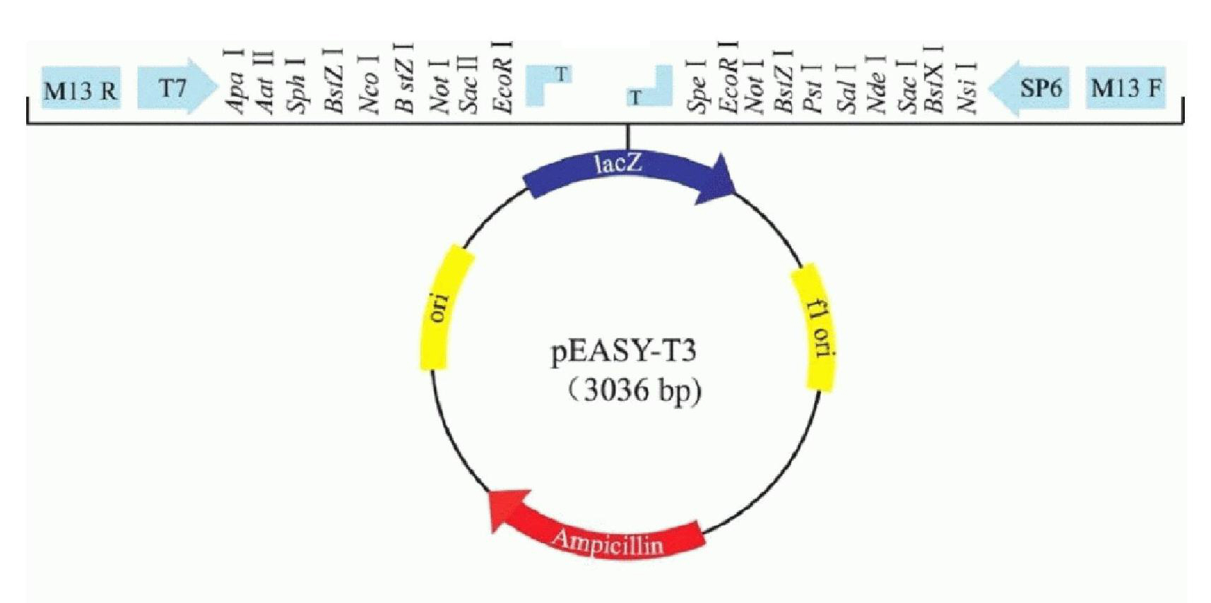 Virus protein granules of hepatitis E virus-4 ORF2 fragment and prepration method and application thereof