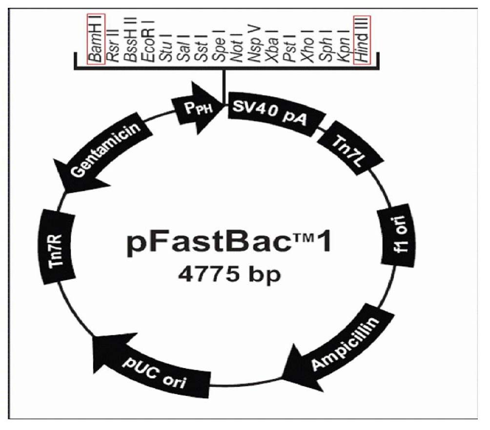 Virus protein granules of hepatitis E virus-4 ORF2 fragment and prepration method and application thereof