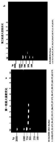 Specific nest type PCR detection reagent kit for clinical pentatrichomonas hominis infection