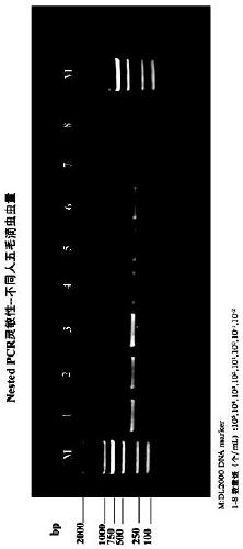 Specific nest type PCR detection reagent kit for clinical pentatrichomonas hominis infection