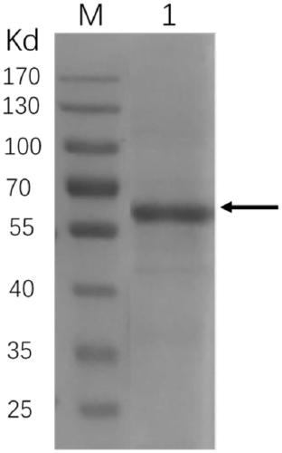 Antibody biological activity detection method based on surface plasma resonance technology