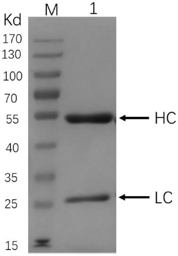 Antibody biological activity detection method based on surface plasma resonance technology