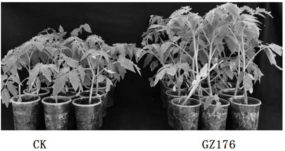 Arbuscular mycorrhizal fungi GZ176 for disease prevention, growth promotion and adverse resistance of herbaceous plants and microbial inoculums and application of arbuscular mycorrhizal fungi GZ176