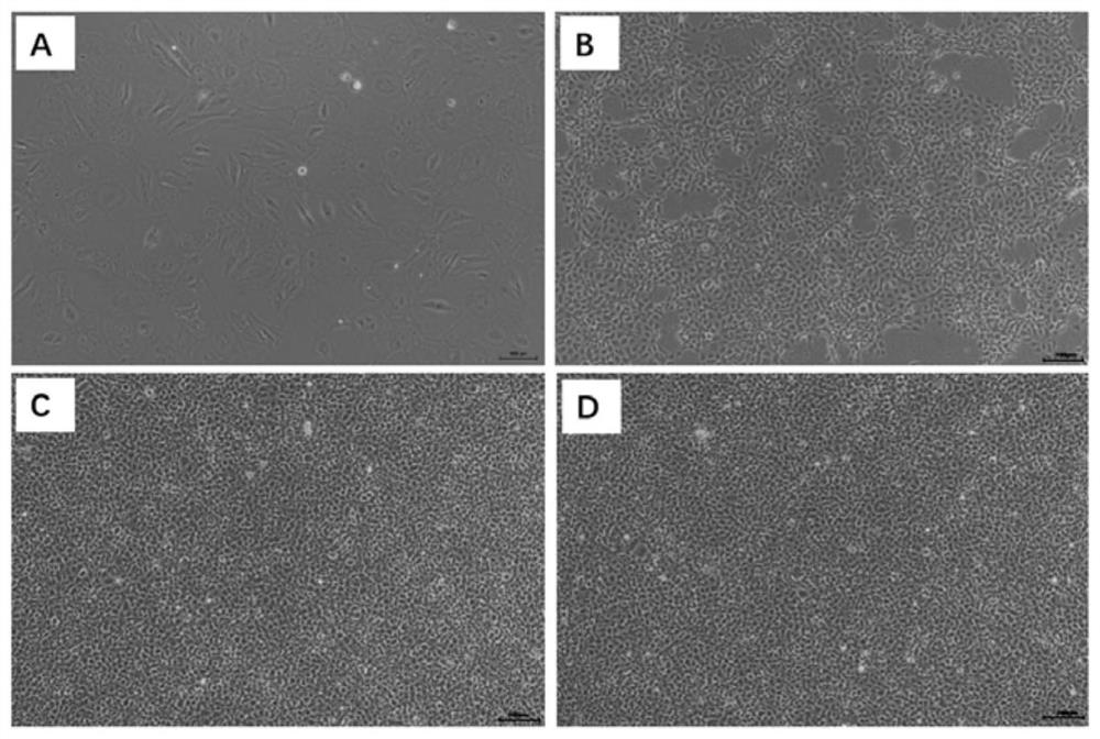 Micropterus salmoides brain cell line and application thereof