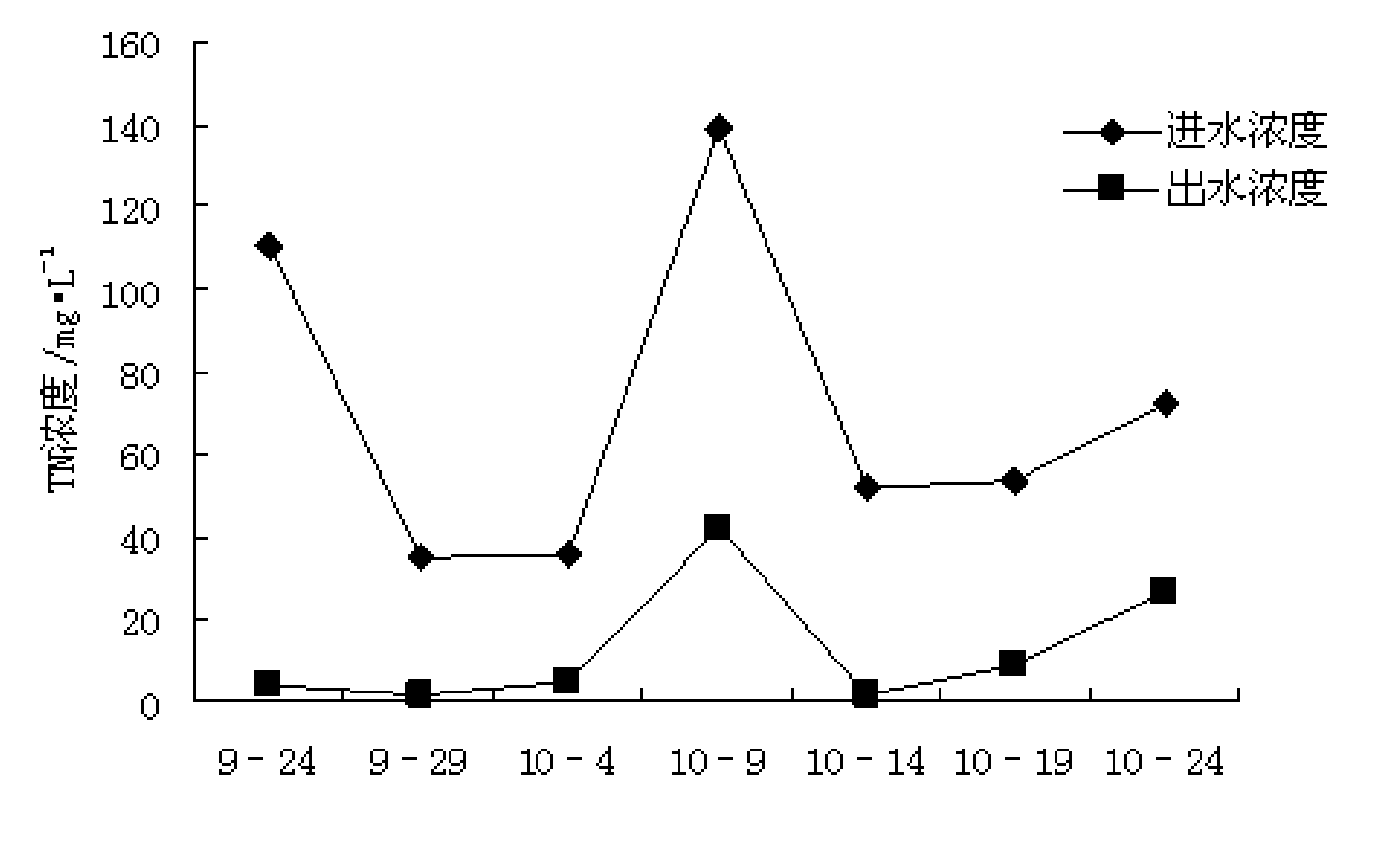 Application of chervil lankspur herb in treating livestock breeding wastewater