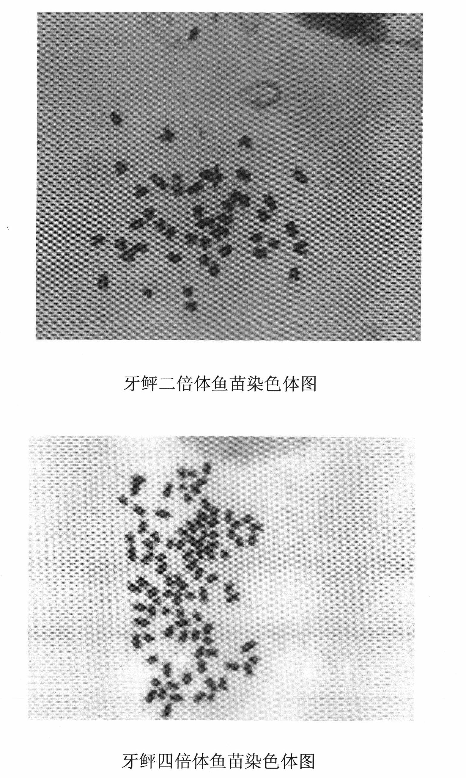 Flounder tetraplont fry batch induction method