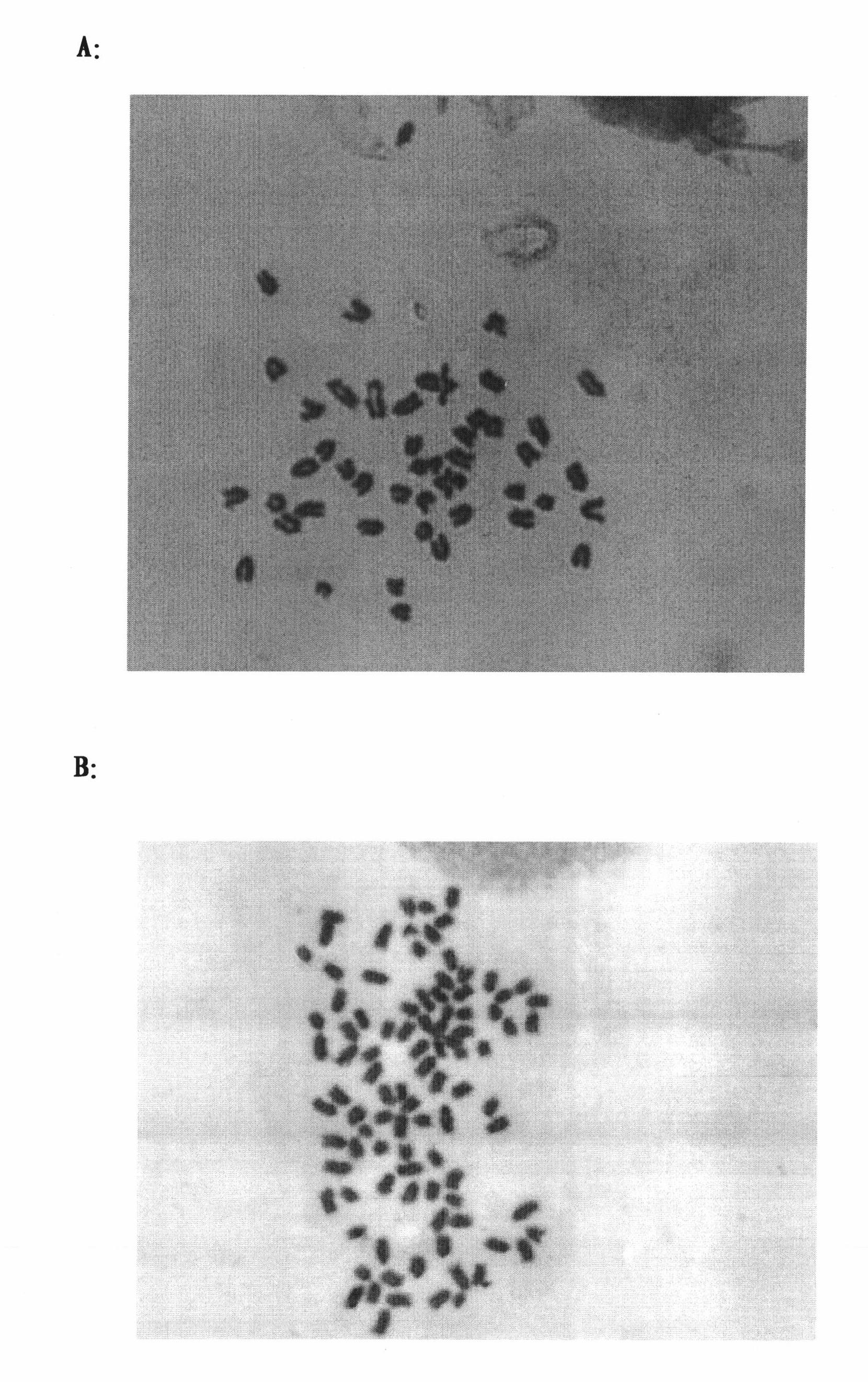 Flounder tetraplont fry batch induction method