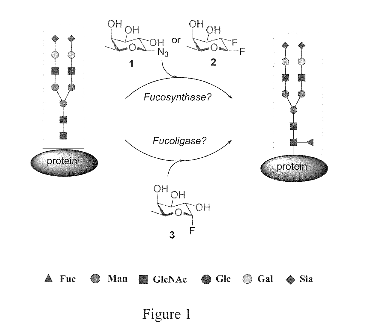 DESIGNER alpha 6-FUCOSIDASE MUTANTS ENABLE DIRECT CORE FUCOSYLATION OF INTACT N-GLYCOPEPTIDES AND N-GLYCOPROTEINS