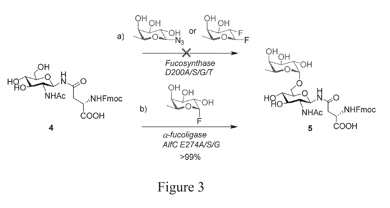 DESIGNER alpha 6-FUCOSIDASE MUTANTS ENABLE DIRECT CORE FUCOSYLATION OF INTACT N-GLYCOPEPTIDES AND N-GLYCOPROTEINS