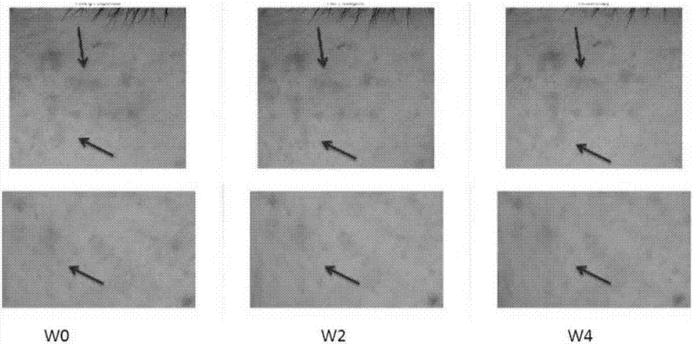 Cosmetic whitening emulsion and preparation method thereof