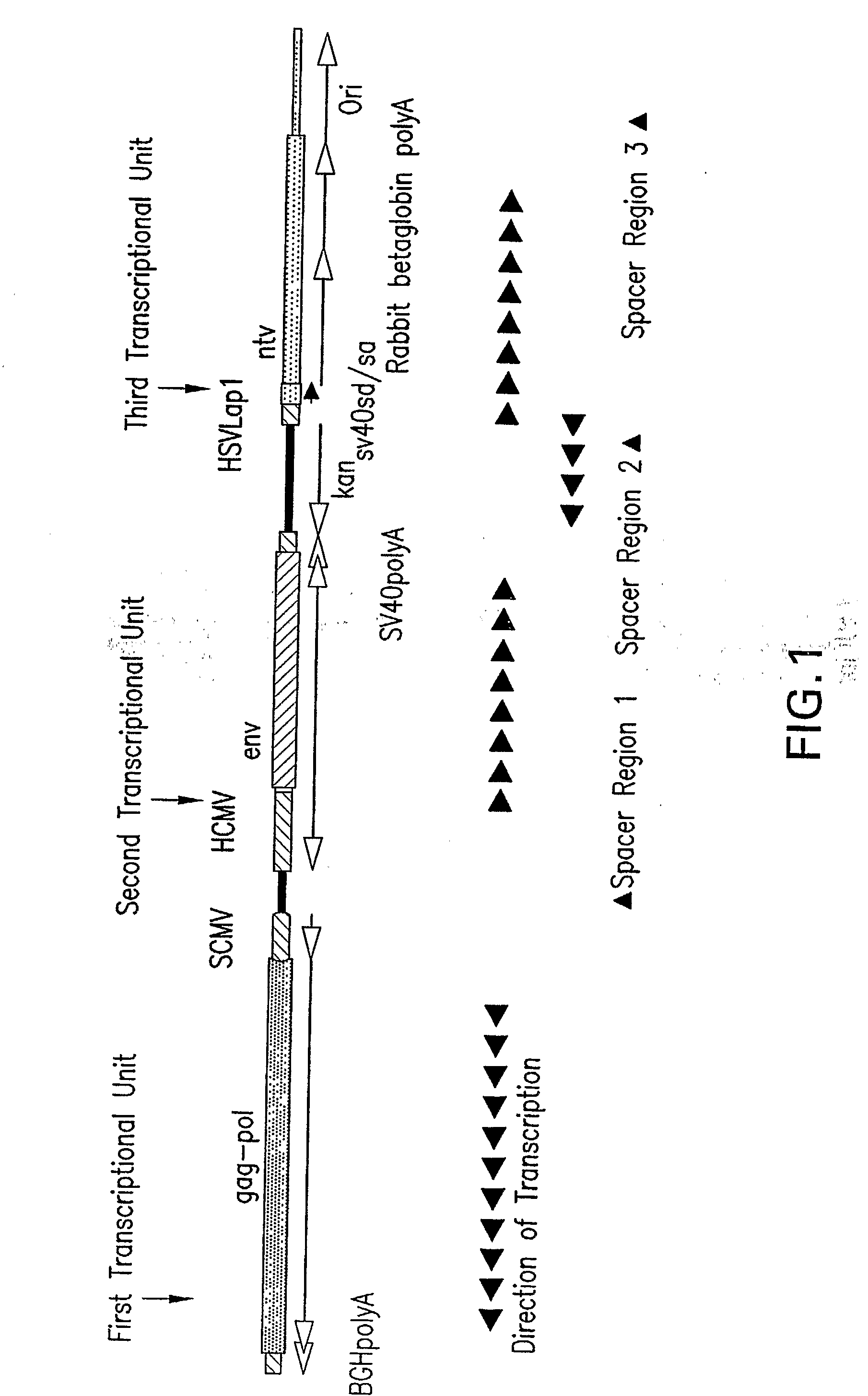 Plasmid having three complete transcriptional units and immunogenic compositions for inducing an immune response to hiv