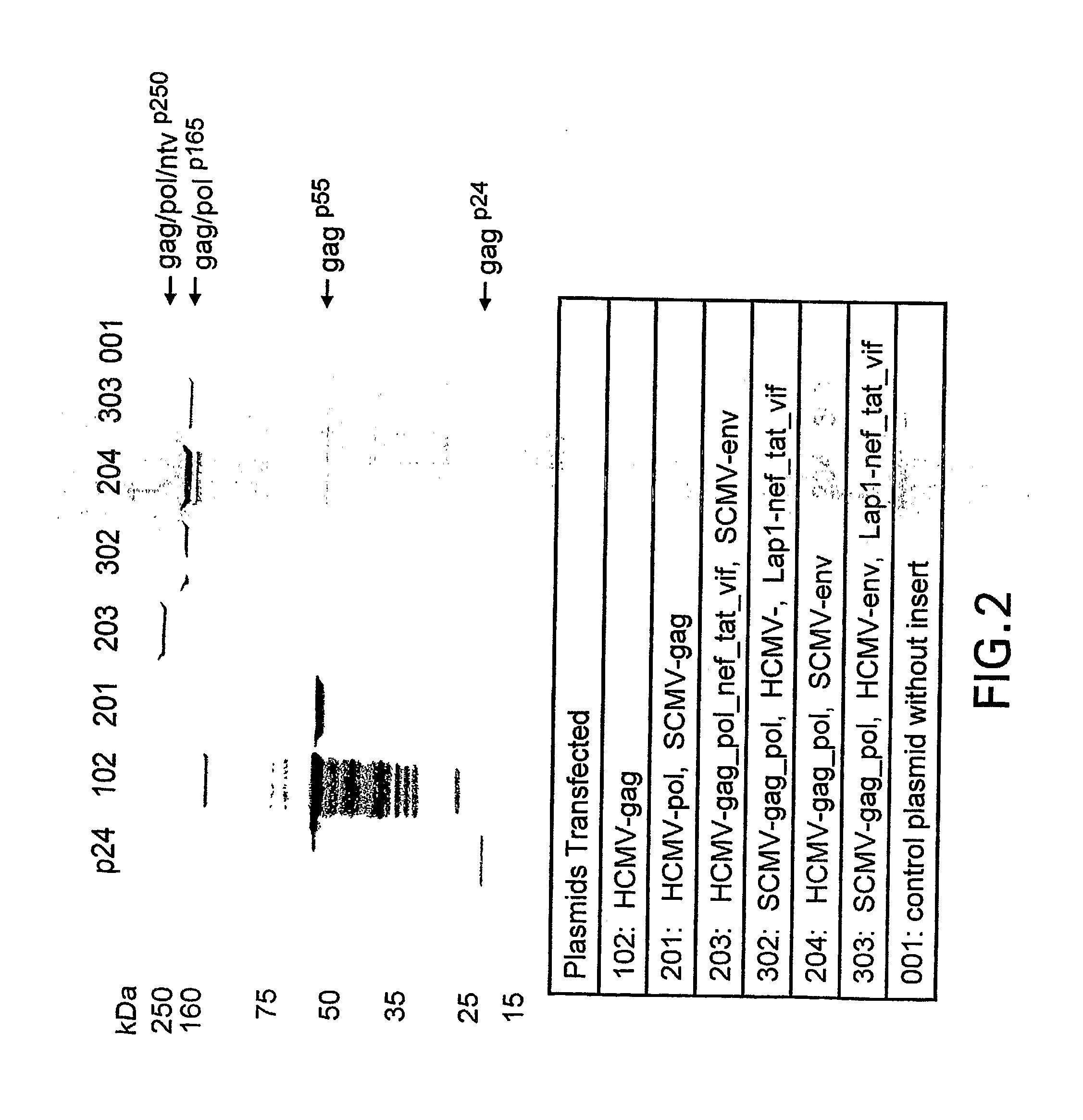 Plasmid having three complete transcriptional units and immunogenic compositions for inducing an immune response to hiv