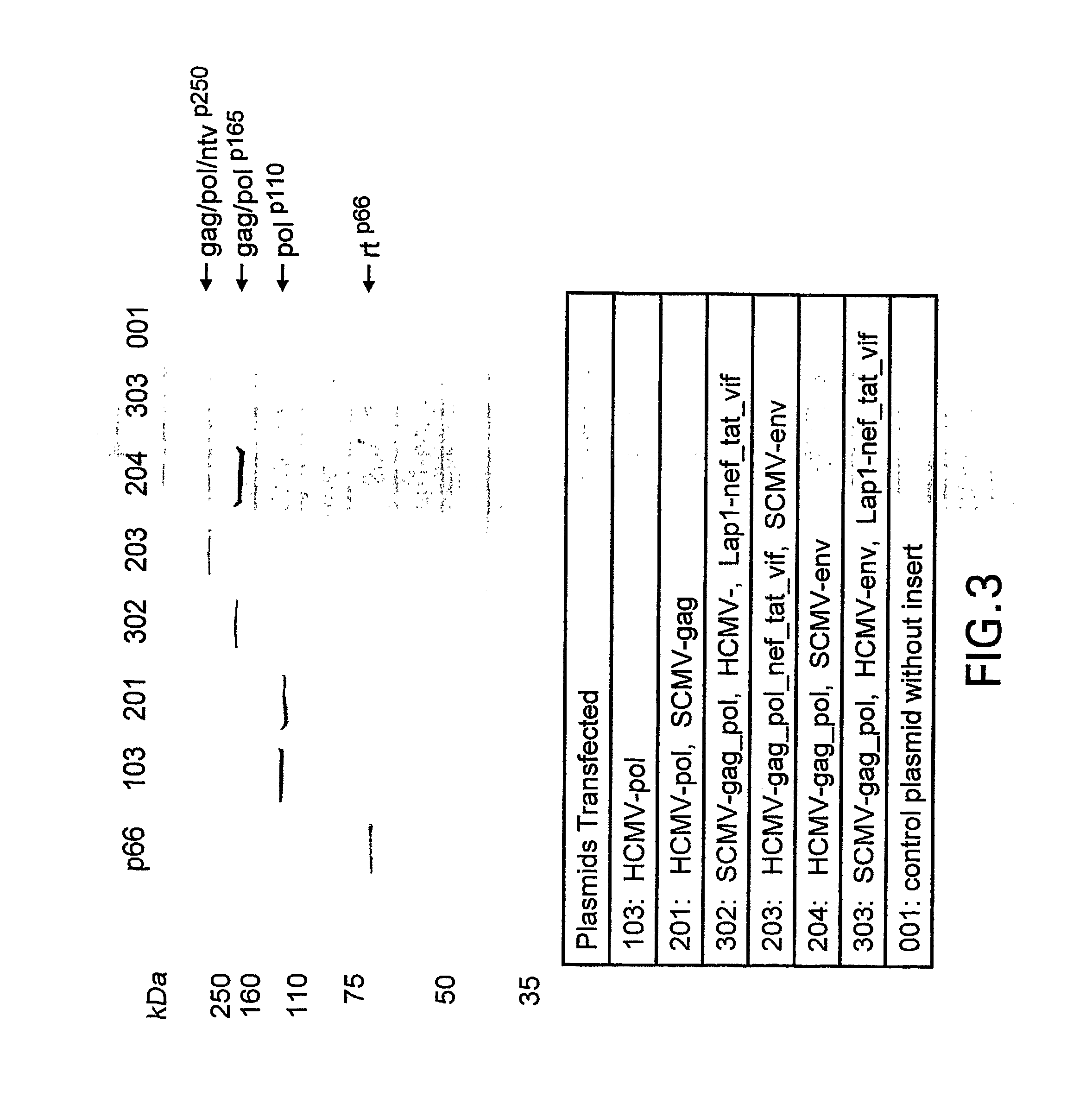 Plasmid having three complete transcriptional units and immunogenic compositions for inducing an immune response to hiv