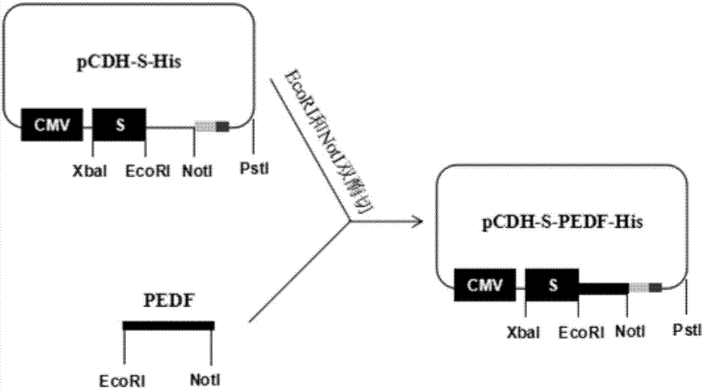 Method for constructing stable cell strain secreting expression protein