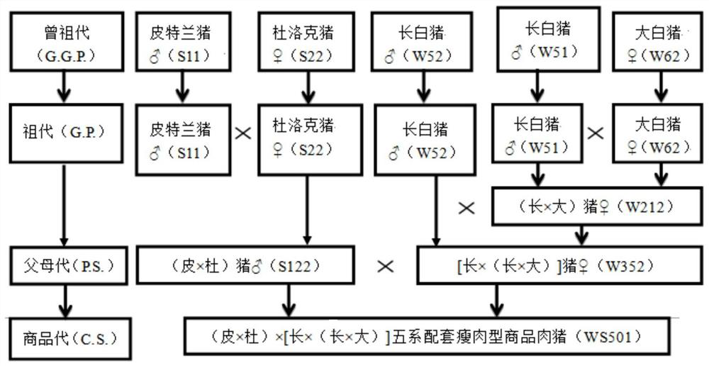 A kind of breeding method of lean-meat breeding pigs matched with five-line hybridization