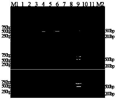 Primers and method for directly and simultaneously detecting Meloidogyne and Rotylenchulus reniformis in soil