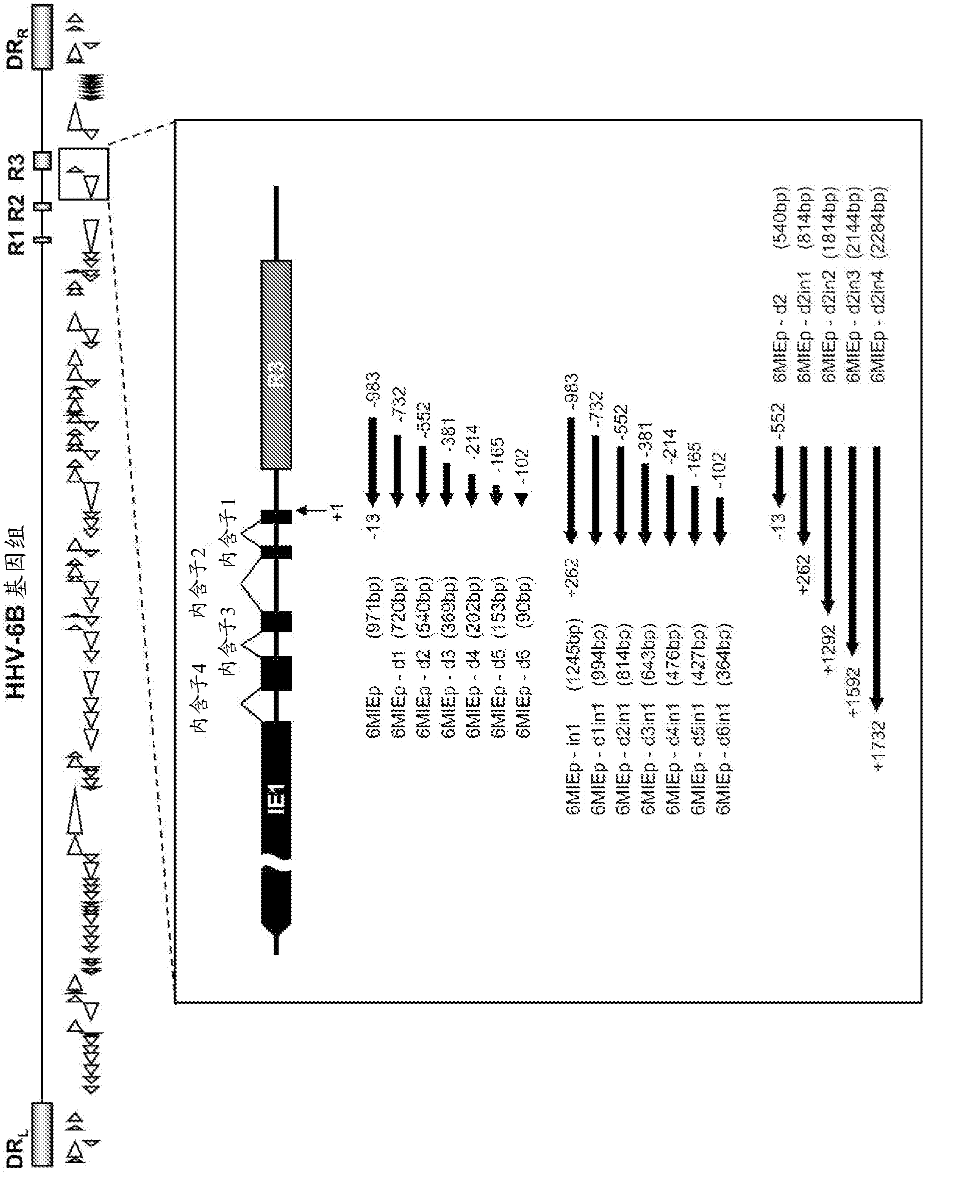 Enhancer for promoter, and use thereof