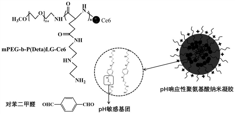 A kind of protein and photosensitizer co-delivery pH-responsive polyamino acid nanogel and preparation method thereof