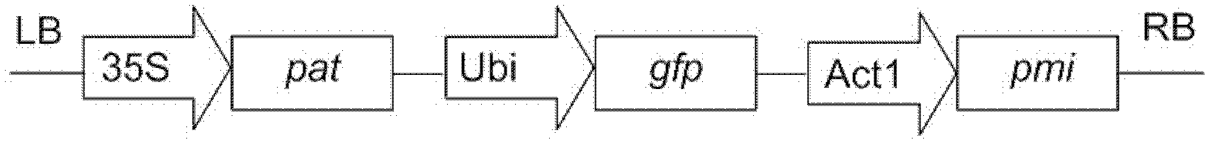 Transformation method of rice cells