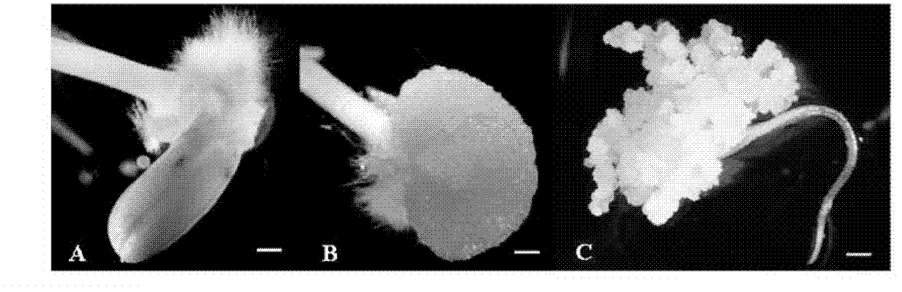 Transformation method of rice cells