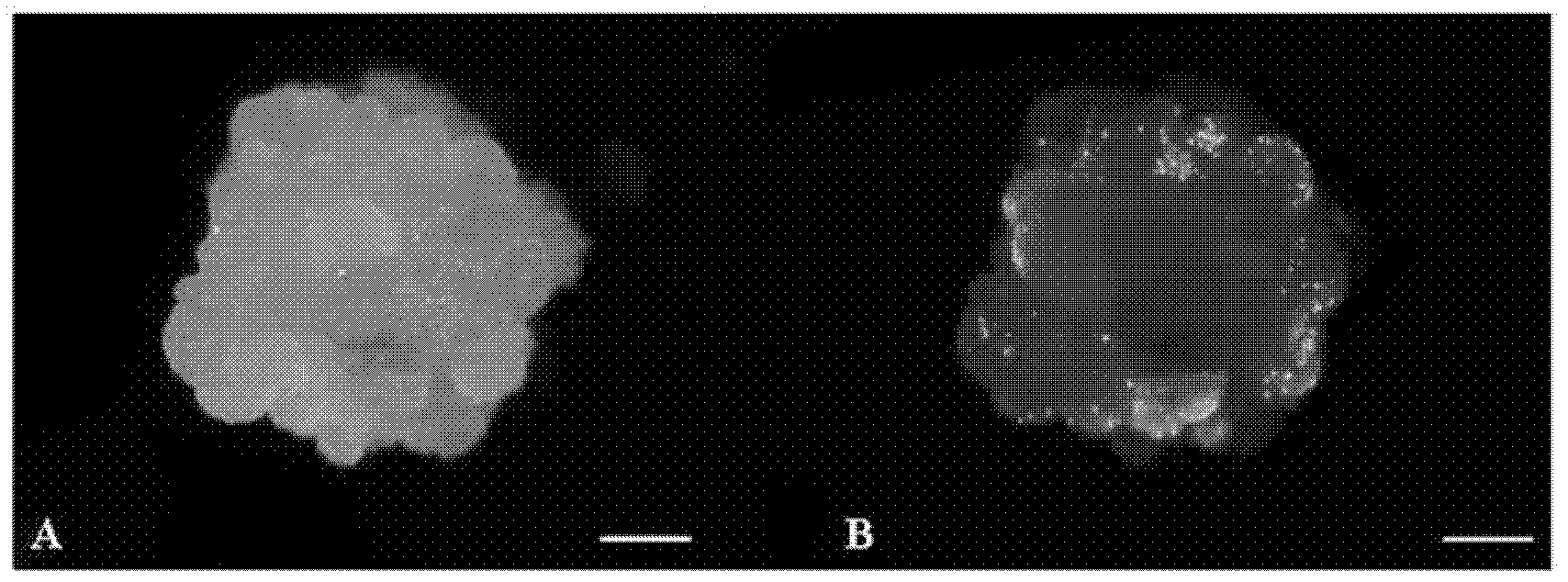 Transformation method of rice cells