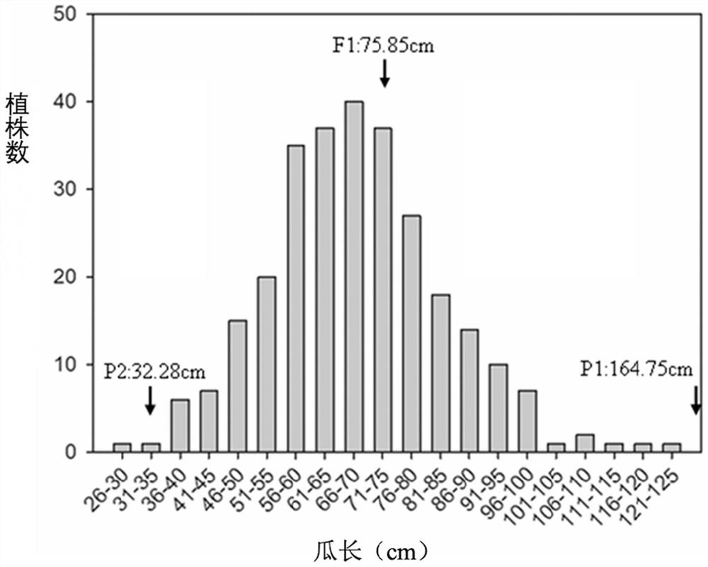 SNP Molecular Markers Related to Luffa Growth and Its Application