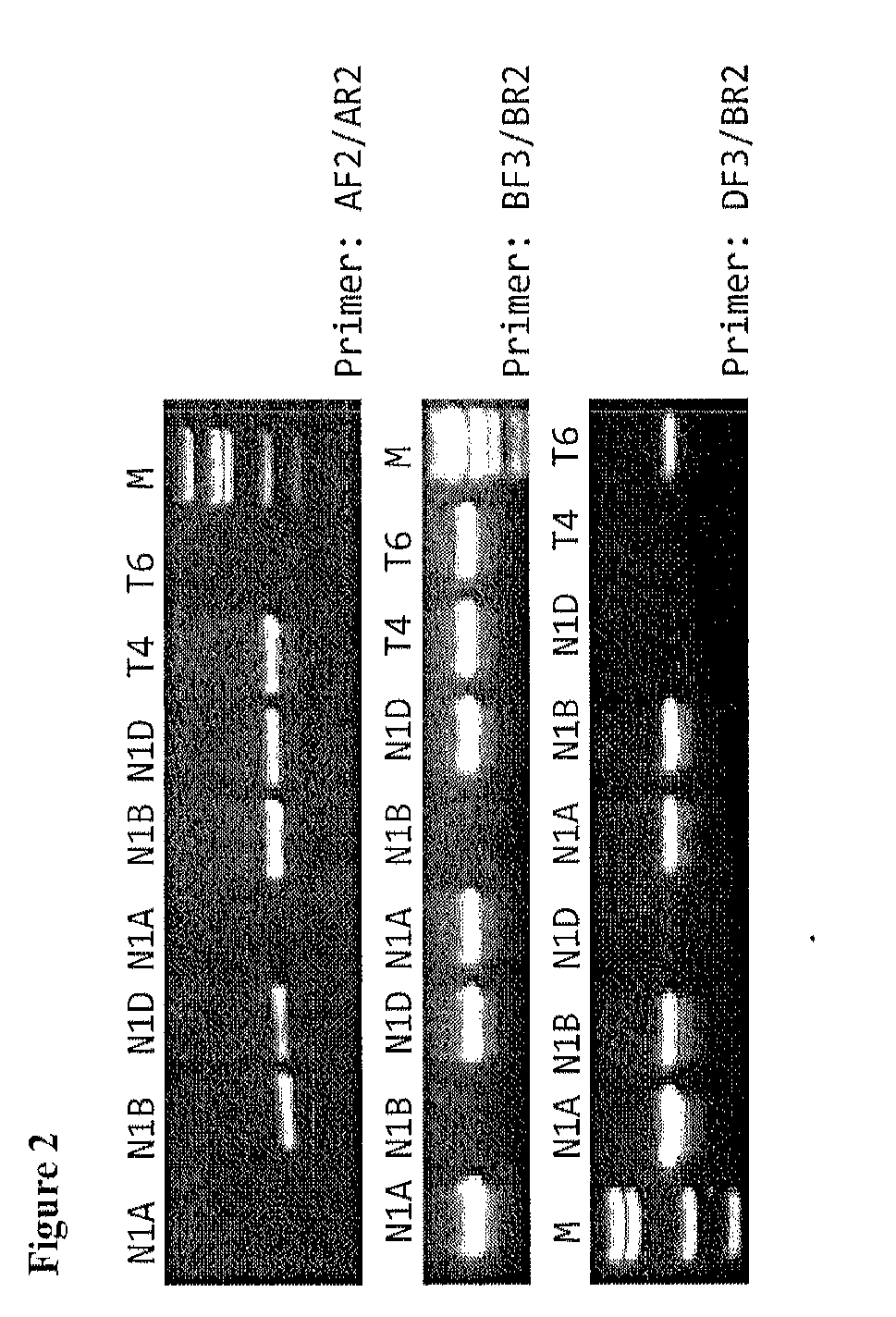 Identification and use of krp mutants in wheat