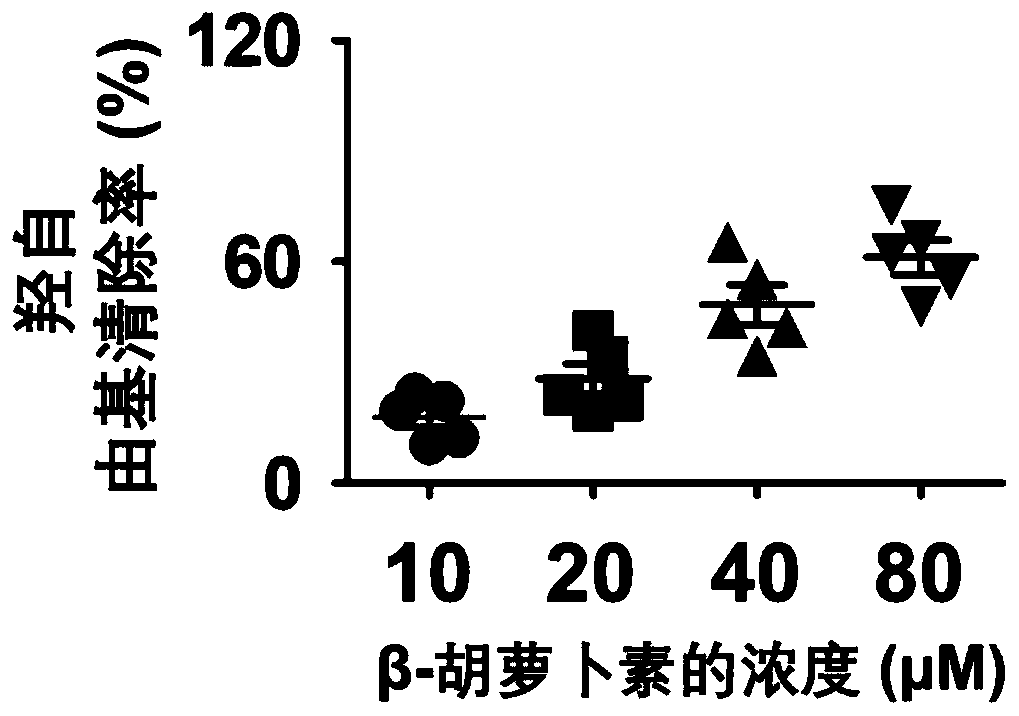 Hydrophilic nano-drug carrying beta-carotene and application thereof in preparation of drug for treating cerebral ischemia-reperfusion injury