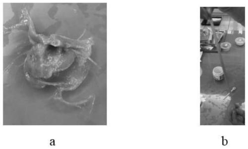 Non-toxic crystal mud and preparation method thereof