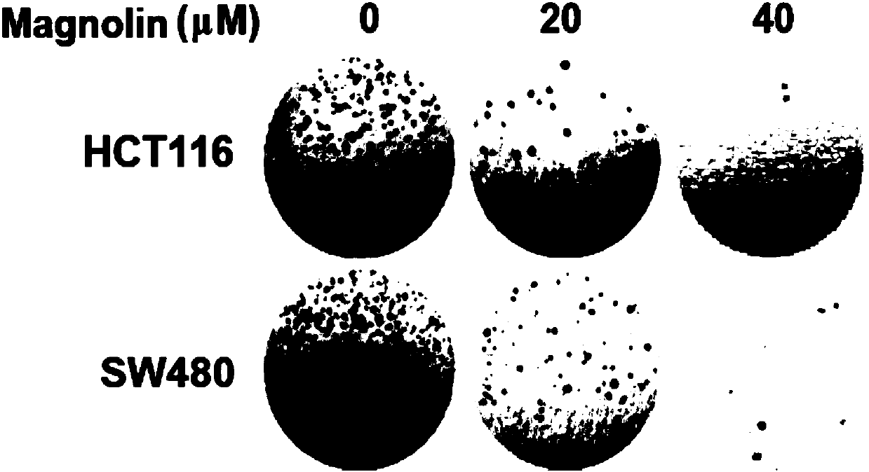 Application of magnolin in resisting colorectal cancer