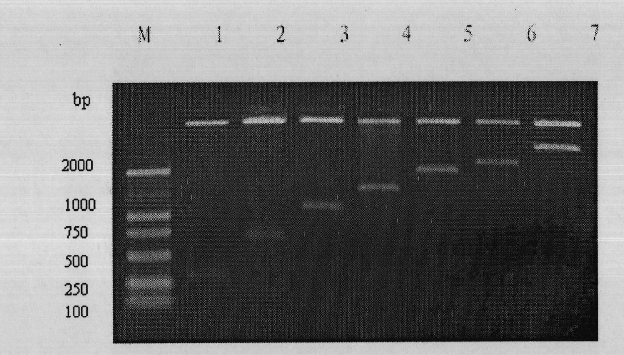 Method for efficiently preparing protein molecular weight standard by utilizing prokaryotic expression system